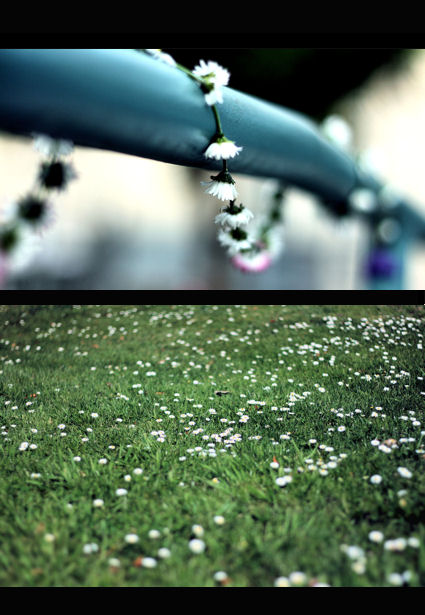 Daisy Diptych