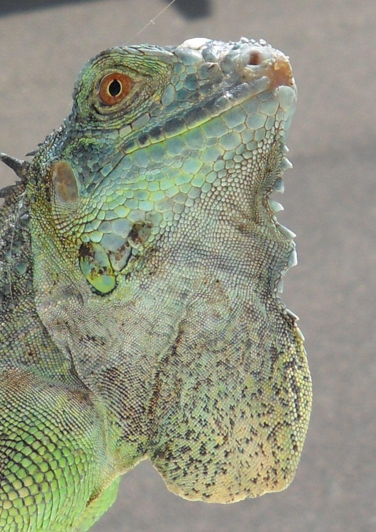 Lizard 10 by musicalbandicoot on DeviantArt