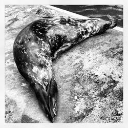 Seal having a roll