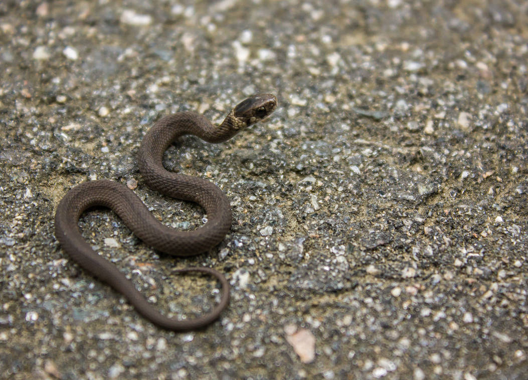 Baby Ringneck Snake by captainslack on DeviantArt