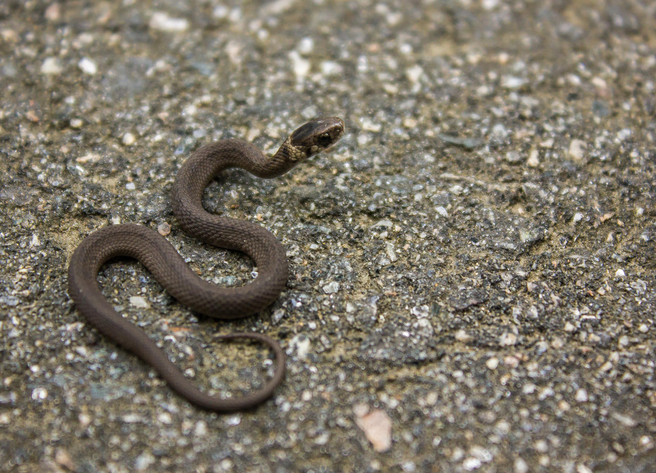 Baby Ringneck Snake By Captainslack On DeviantArt
