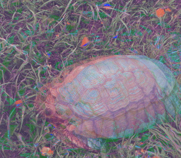 turtle on acid