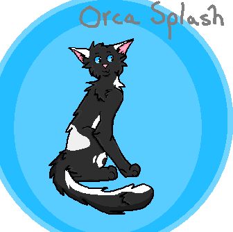 Orca Splash