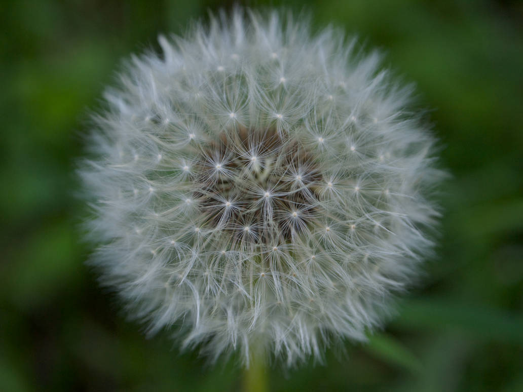 Dandelion