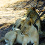 2 Lions Brothers in the Shade