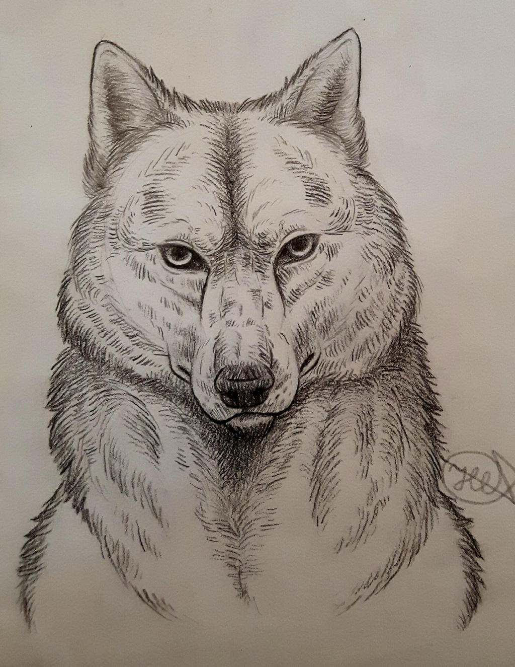 A more realistic wolf sketch