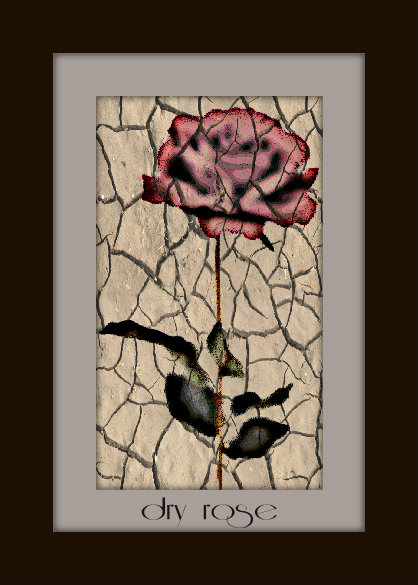 dry rose