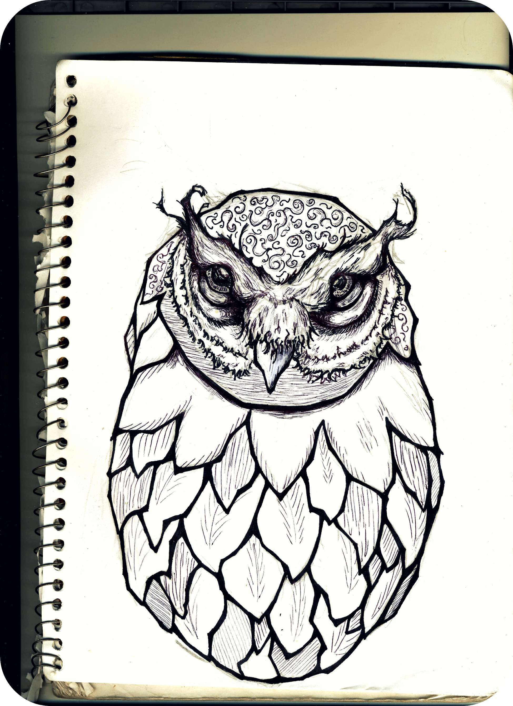 Owl