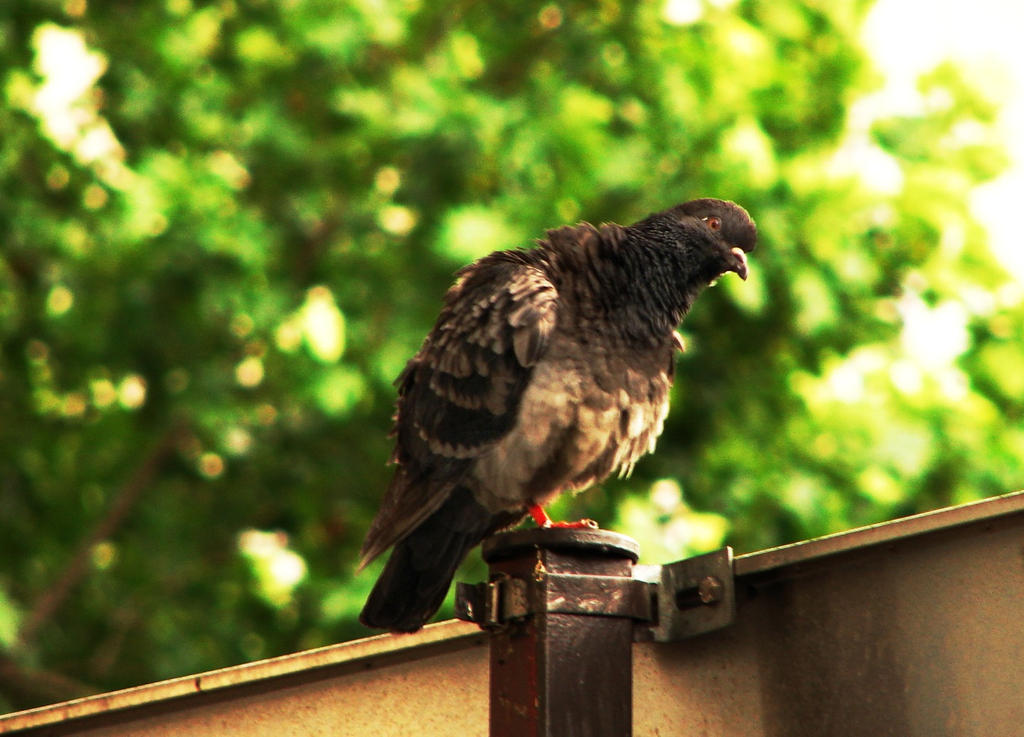 Bird of Paris