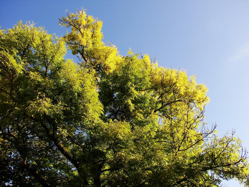 Trees 03 by typhlosion on DeviantArt