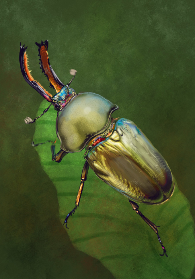 Beetle Study