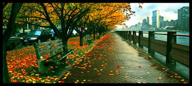 Roosevelt Island Foliage