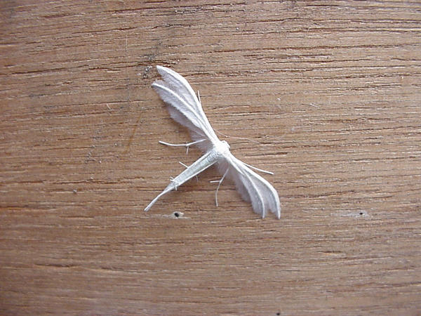 T-Insect by crudpacker on DeviantArt