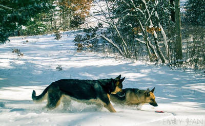 Michigan Shepherds. 