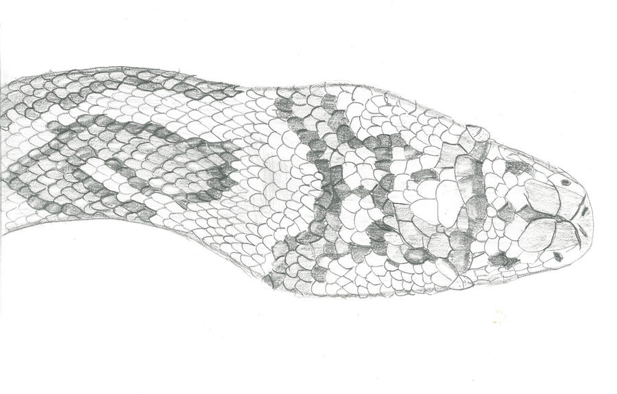 Python Sketch by Dracosna on DeviantArt