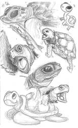 Study 12 Turtles