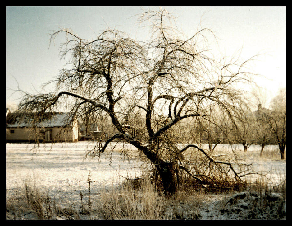 tree of pain 2 by mukashi on DeviantArt