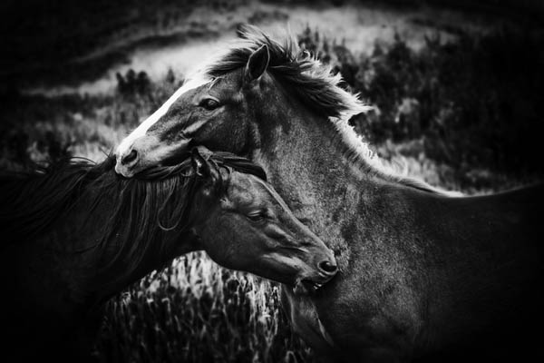 WPPI Int. Animals PortraitsOTY