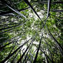 bamboo