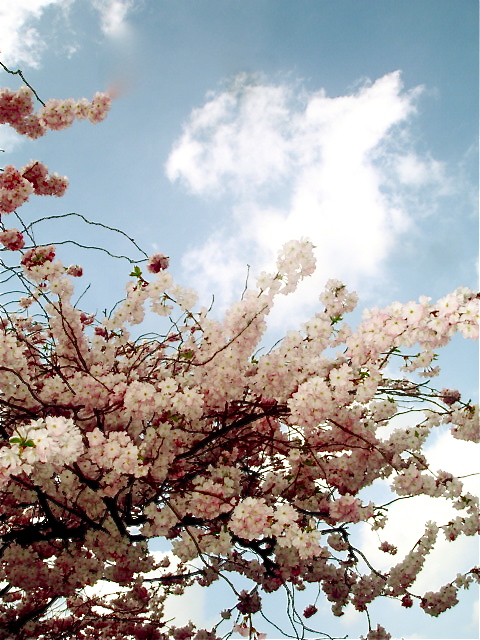 talking blossoms.