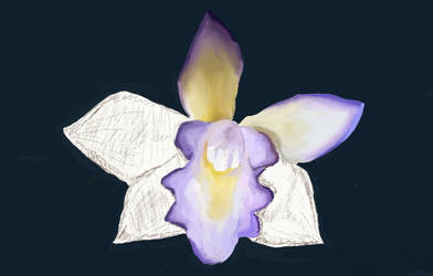 Orchid10