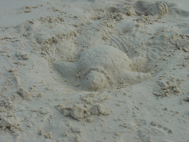 Sand Turtle