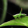Sitting Grasshopper 160222