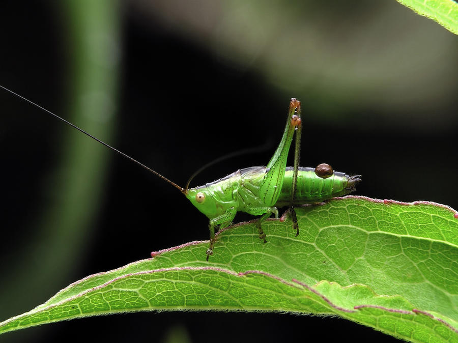 Sitting Grasshopper 160222