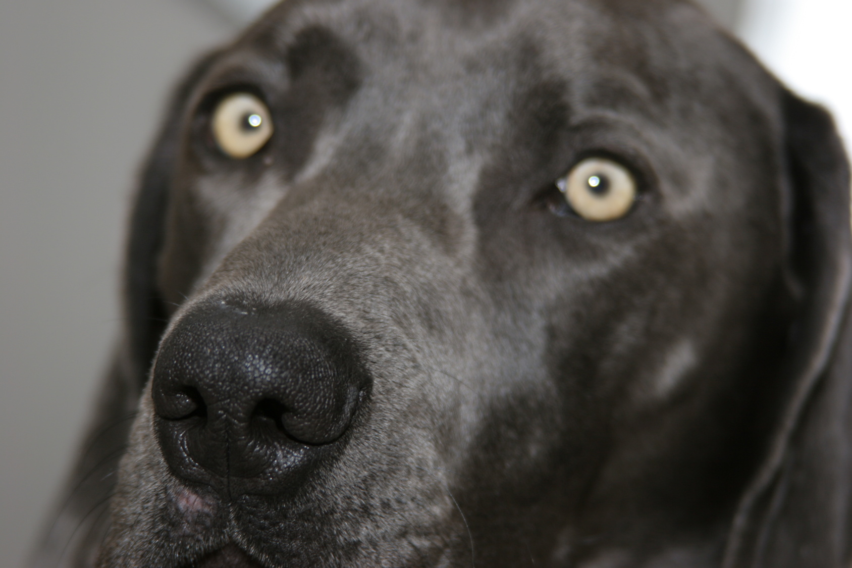 Staring Dog 238247 By StockProject1 On DeviantArt staring-dog-238247-by-stockproject1-on-deviantart