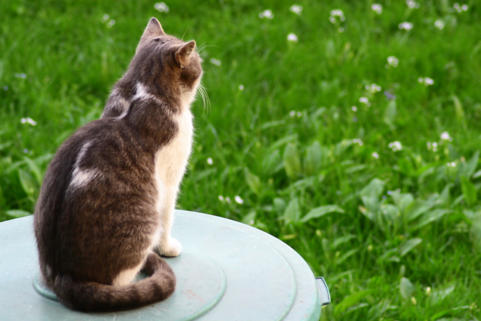 Thoughtful Cat 3140746