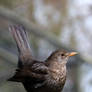 Female Blackbird 3311539