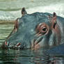 Large Hippo 5264892