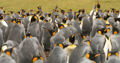 King Penguins 7438890