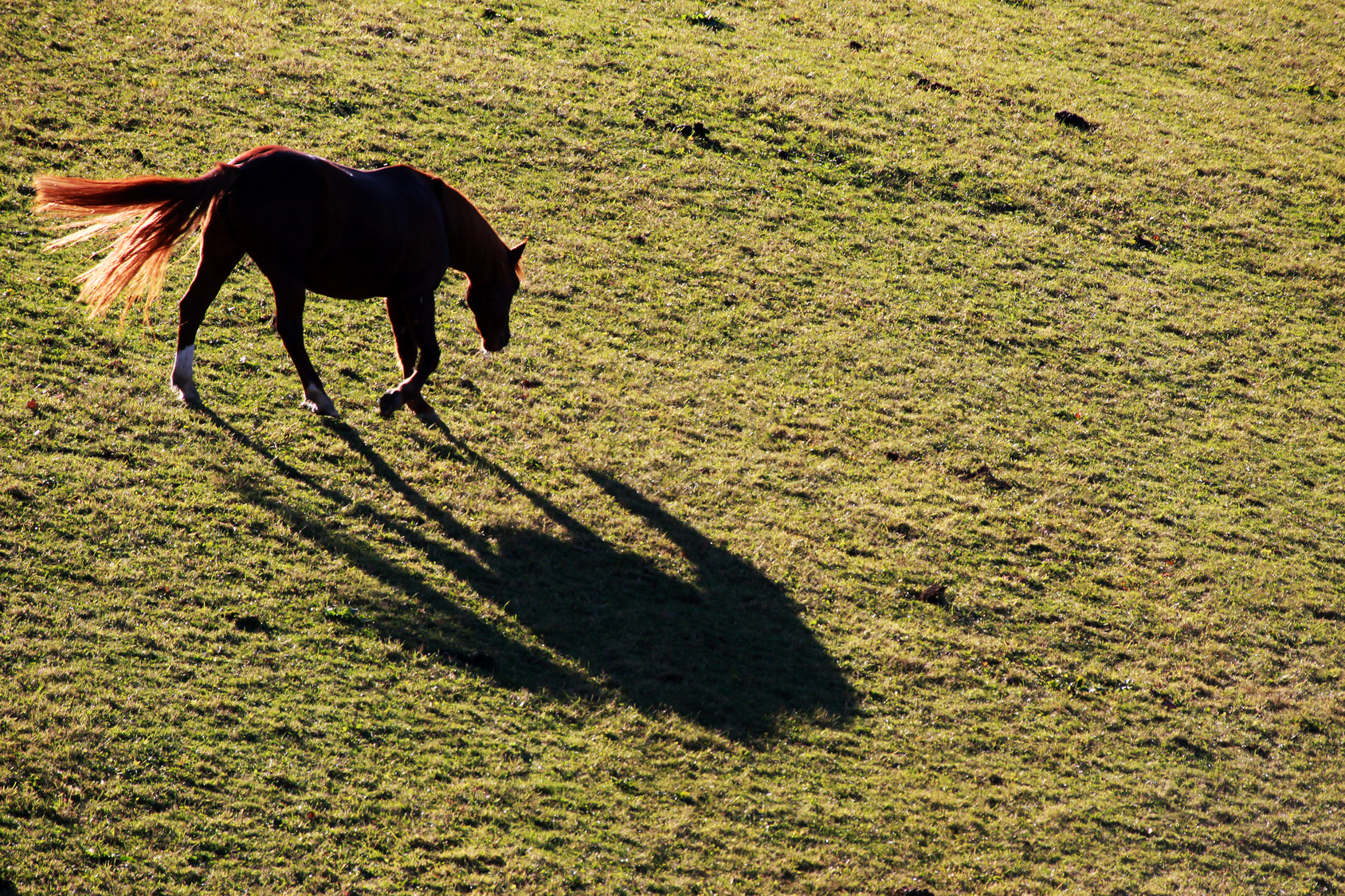 Galloping Horse 10354588