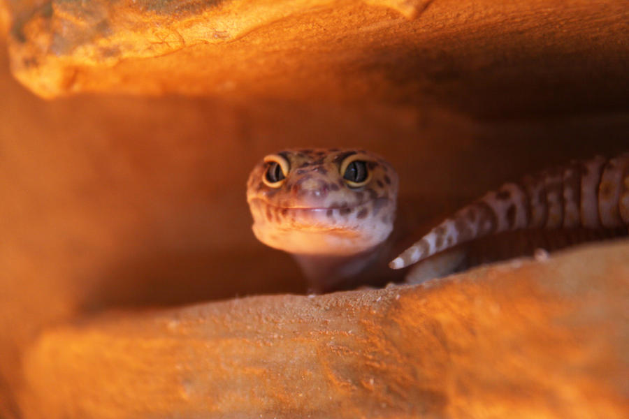 Hidden Gecko 13999683 by StockProject1 on DeviantArt