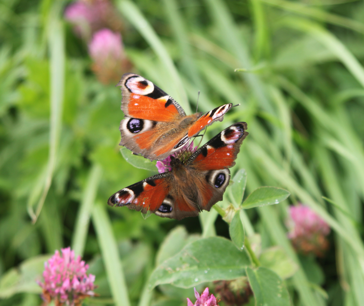 Flutter Butterflies 15462852