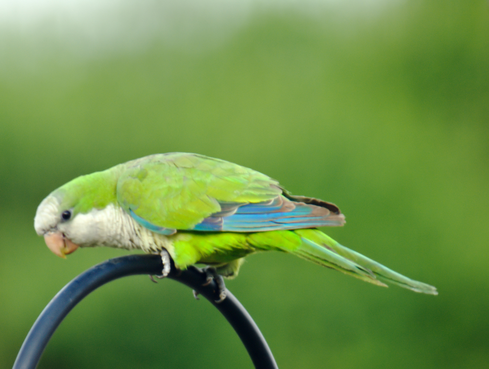 Green Parrot 16069279