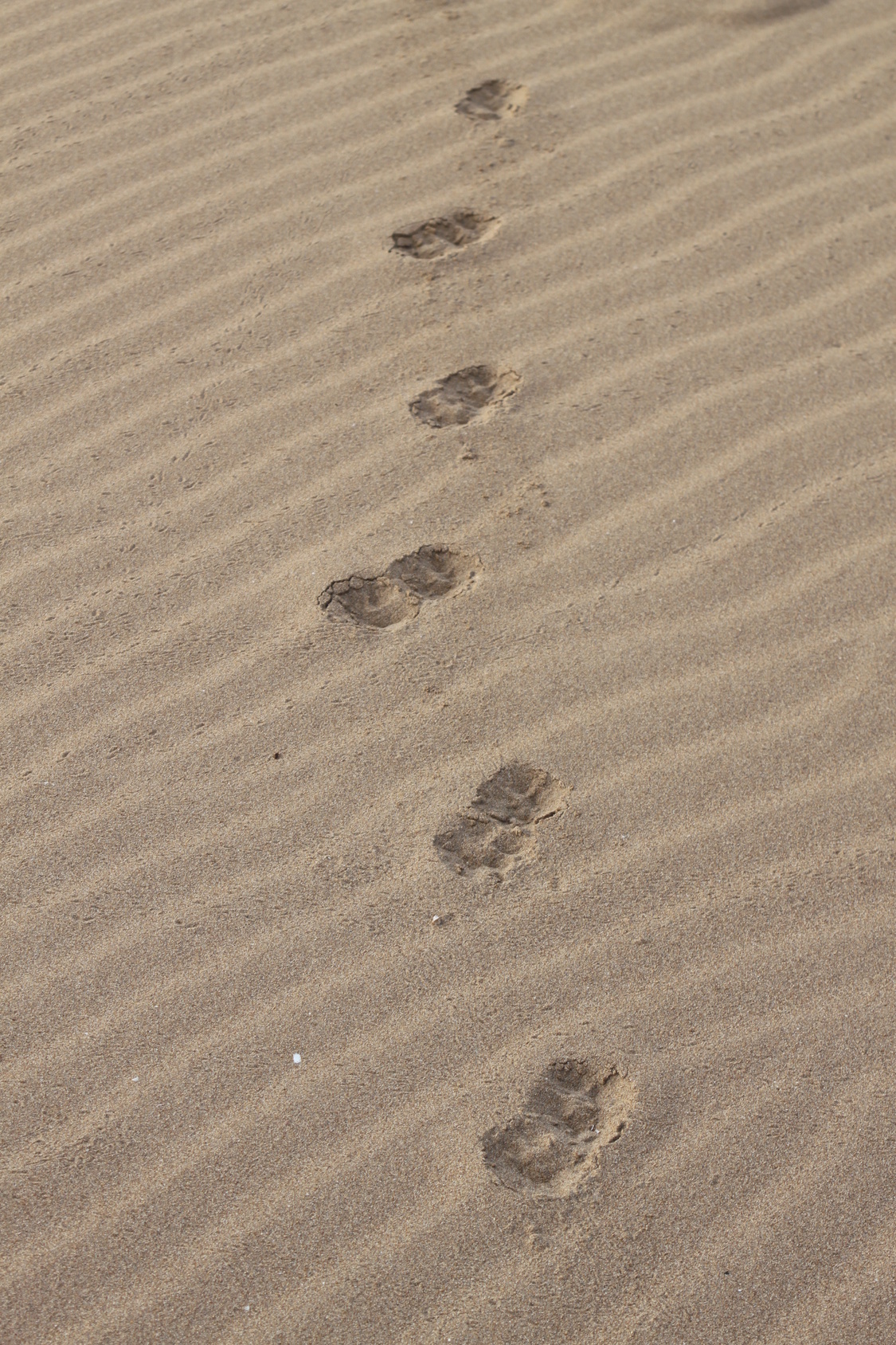 Sand Footprints 19063902