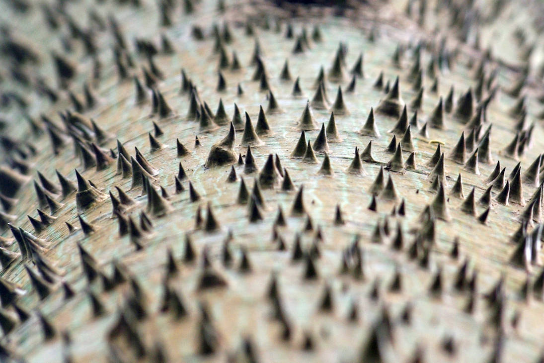 Spiky Tree 4753749 by StockProject1 on DeviantArt