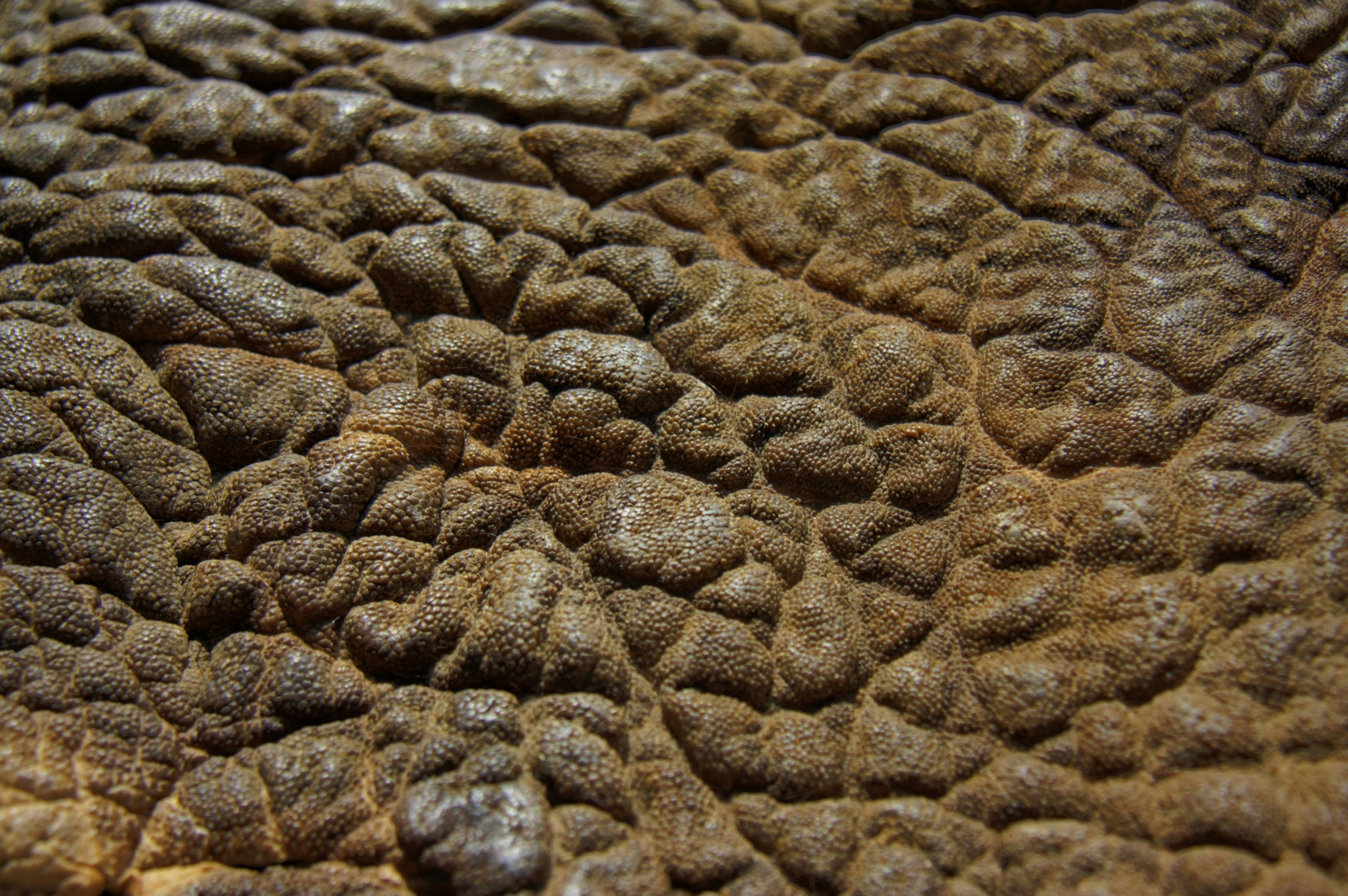 Elephant Skin 16052163