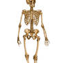 Human Skeleton 12029879