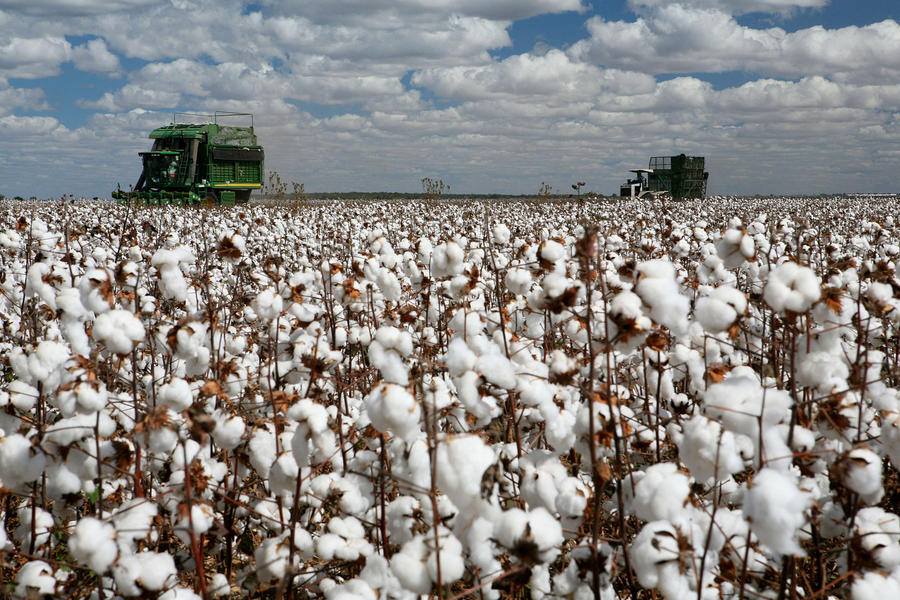 Cotton Field 13597415