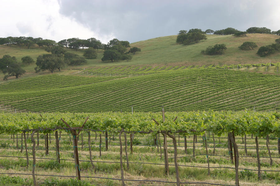 Green Vineyard 149821