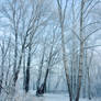 Snow Trees 163325