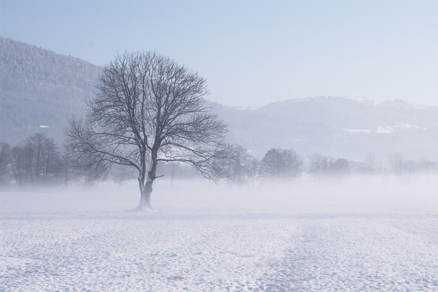 Snowy Field 452859