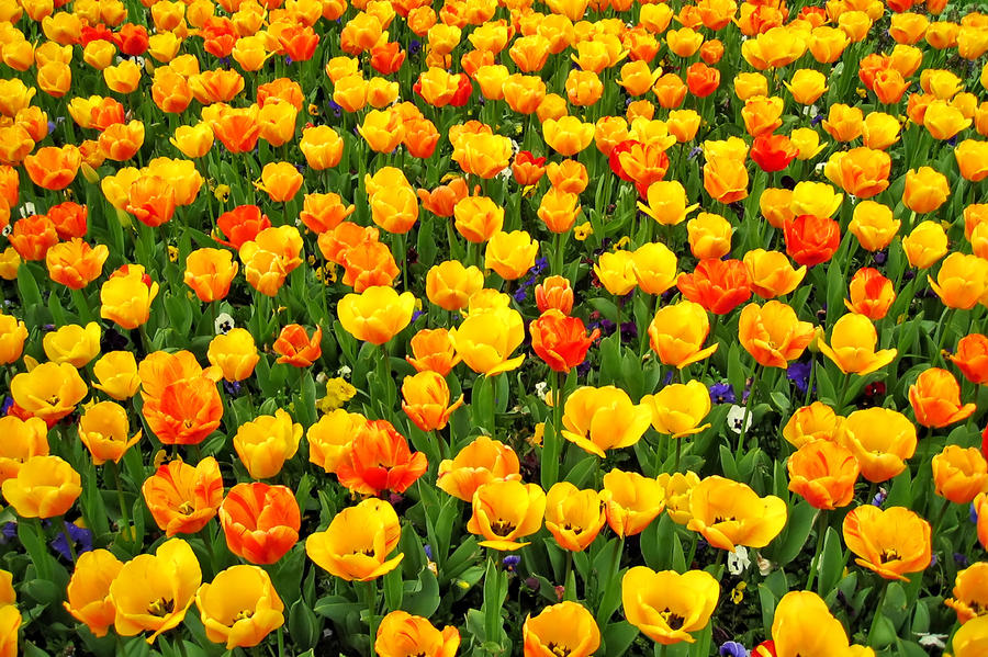 Tulip Field 467728 by StockProject1