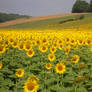 Sunflower Field 1195007