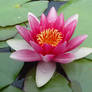 Pink Lotus 1995340