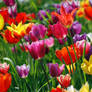 Colorful Tulips 2996021
