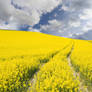 Yellow Field 3174000